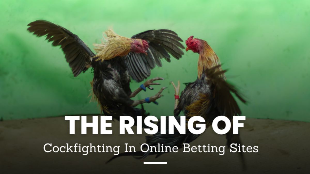 otsobet-excellent-online-cock-betting-cover-otsobet1